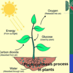 Phenomenon of photosynthesis in plants