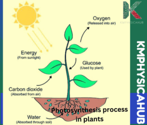 Phenomenon of photosynthesis in plants