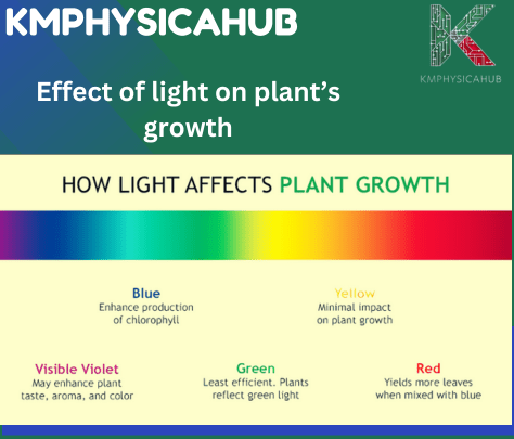 Affect of light on plant growth