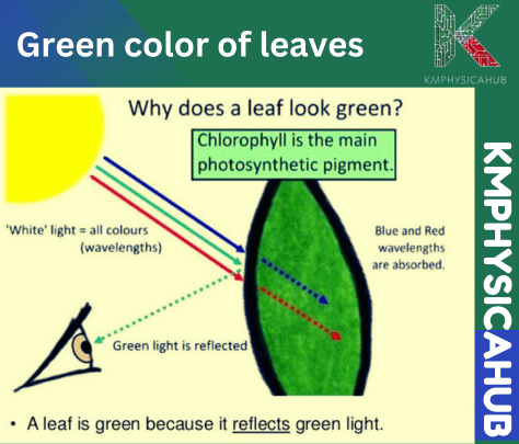 Illustration of how does a leaf appear green