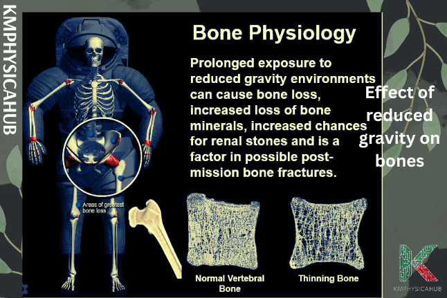 Effect of reduced gravity on our bones