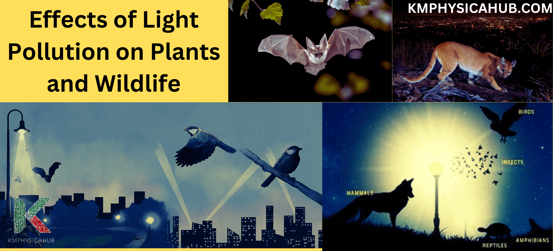 Effect of Light Pollution on Plants and Wild Life