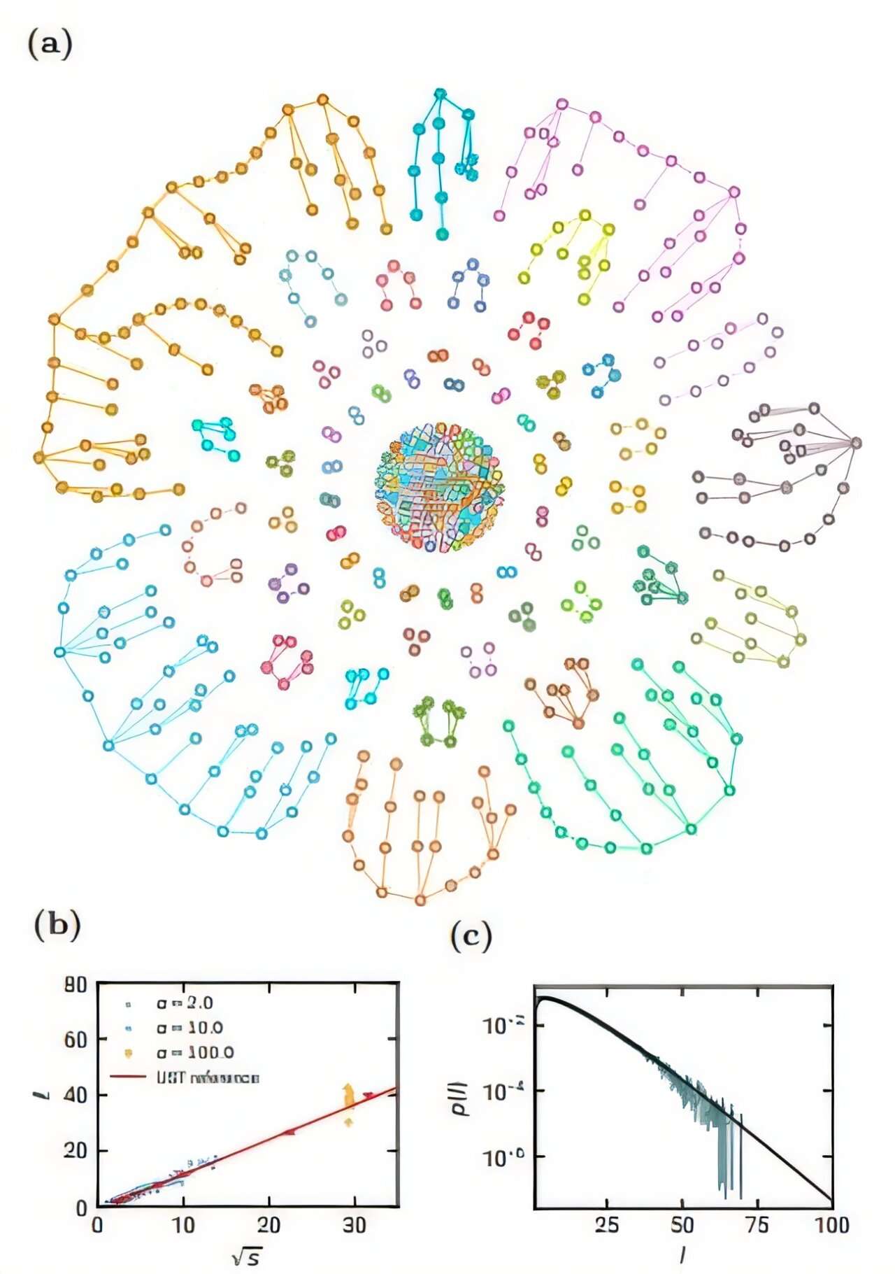 Tree-like components in the steady state, starting with an ER initial topology of α = 10.0. (a) Snapshot of the steady state. (b) In the steady state (N = 103), all components exhibit tree-like behavior, i.e., the average characteristic path length ℓ scales as ℓ ∼ √s. This plot shows a collection of 10 samples for each α. Error bars represent one standard error. (c) Length distribution of the paths removed in the steady state (N = 103). The solid line indicates theoretical prediction from the generalized Smoluchowski equation. Credit: arXiv: (2024). DOI: 10.48550/arxiv.2406.12228